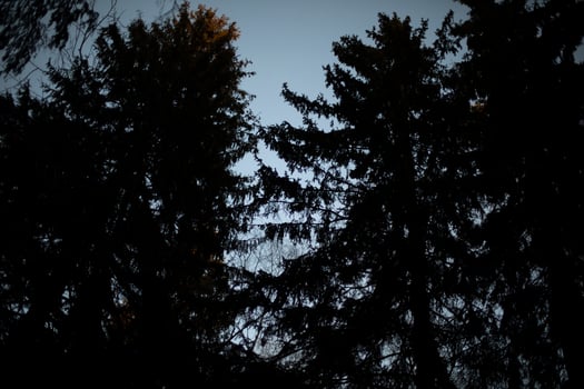 Forest at night. Trees in dark. Silhouette of forest. photo