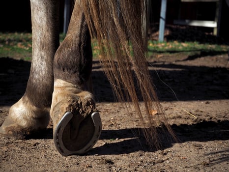 Horse Resting Hoof on Ground photo