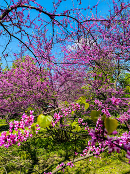 blooming pink lilac photo