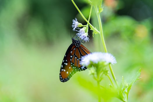 Monarch Butterfly Feeding photo