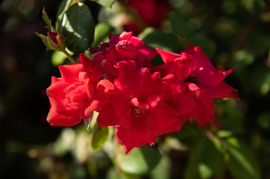 Hospital Red Flowers photo
