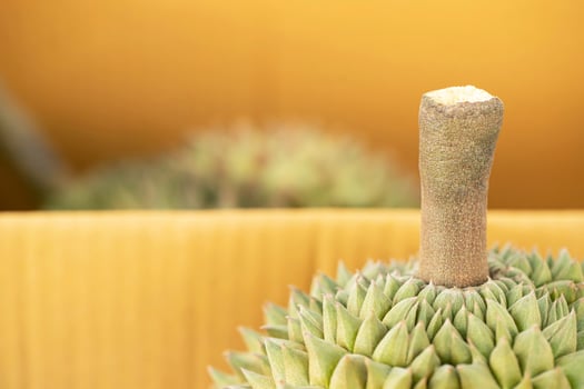 Durian ready to eat photo