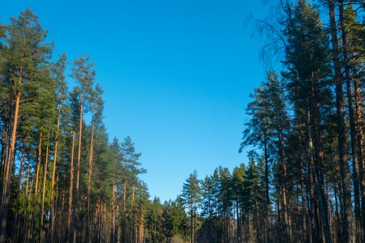Forest against the sky. Pine trees against a blue sky with clouds on a sunny day photo