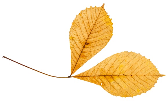 twig with two yellow leaves of horse chestnut tree photo