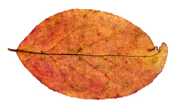 autumn red and yellow leaf of apple tree isolated photo