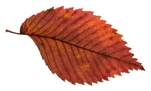 rotten dried red leaf of elm tree isolated photo