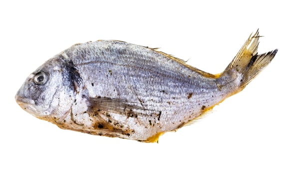 raw marinated in oil sea bream isolated photo