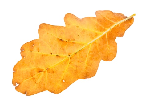 back side of fallen yellow and brown oak leaf photo