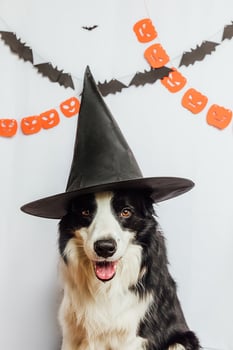 Trick or Treat concept. Funny puppy dog border collie dressed in halloween hat witch costume scary and spooky on white background with halloween garland decorations. Preparation for Halloween party. photo