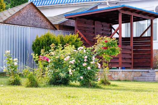 A fragment of a beautiful fresh green lawn with bushes of climbing roses against the background of a wooden gazebo in the sunlight. Copy space. photo