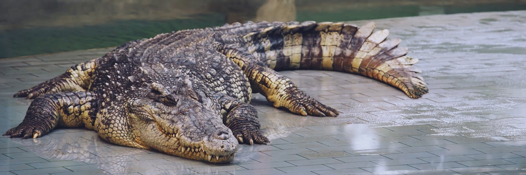Crocodiles are amphibians and have a ferocious disposition. photo
