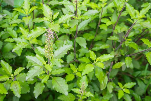 Holy basil or Sacred basil in organic garden photo