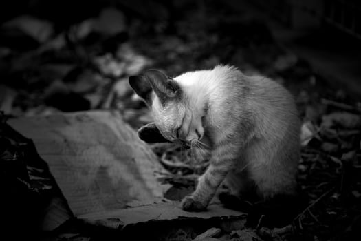 Abandoned cat puppy photo