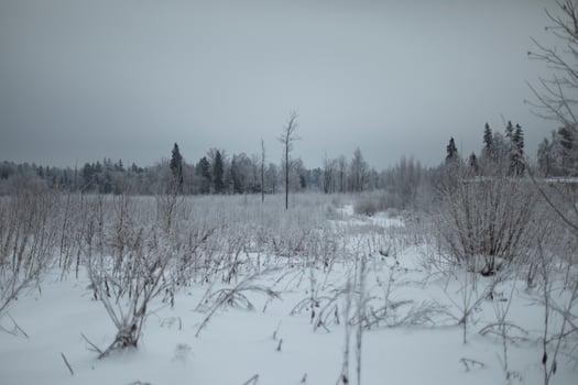Winter landscape in forest. Field in winter. Winter cold weather. photo