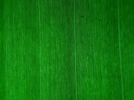 banana leaf texture suitable for background and wallpaper photo