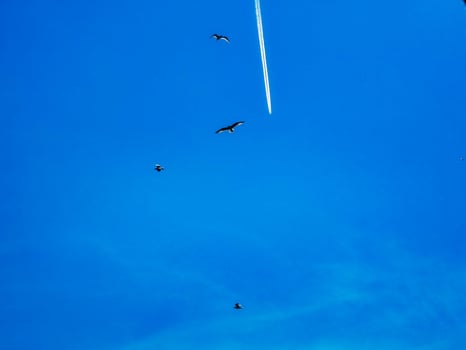 texture of flocks of seagulls in the clear sky by the sea in Spotorno photo
