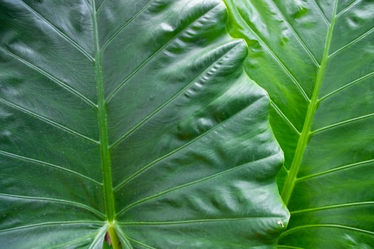 Green Alocasia or Elephant ear Natural Texture background photo