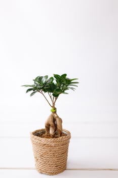 Small bonsai ficus microcarpa ginseng plant on a white background. photo
