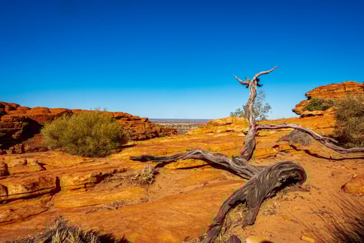 Tree root climbing over rock photo