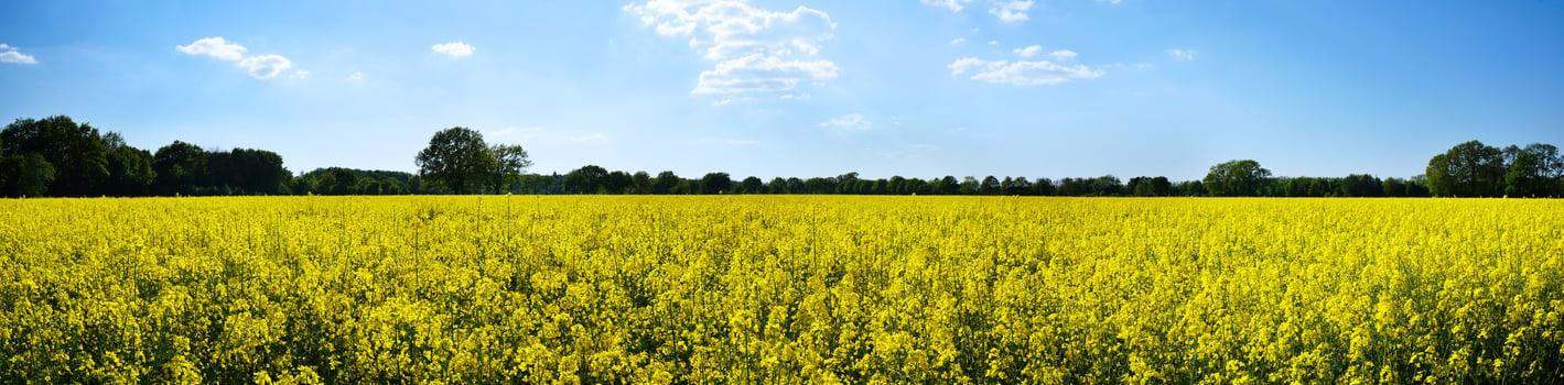 rapeseed or canola field panorama photo