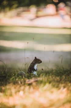Grey Squirrel in the park photo