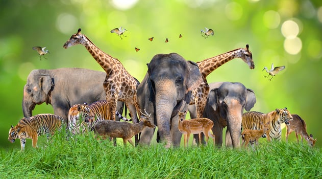 World Animal Day World Wildlife Day  Groups of wild beasts were gathered in the hands of people photo