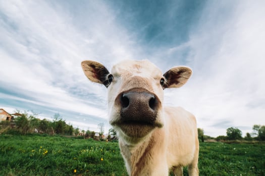 White cow view photo