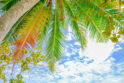 coconut tree at beach and sky photo