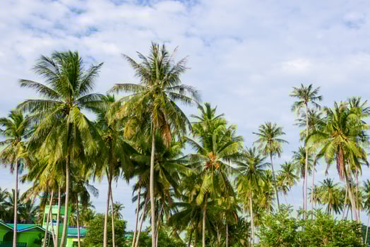 coconut tree at beach and sky photo