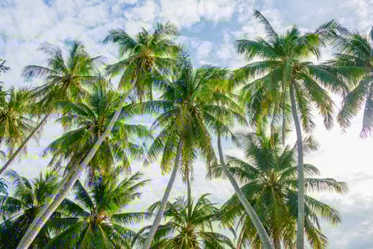 coconut tree at beach and sky photo