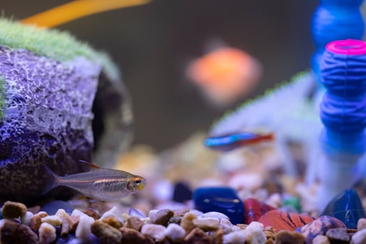 Fish Swimming in a tank photo