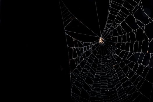 Spider on a spiderweb photo