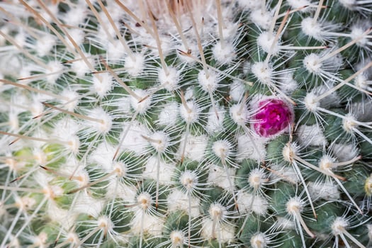 Closeup of a cactus photo