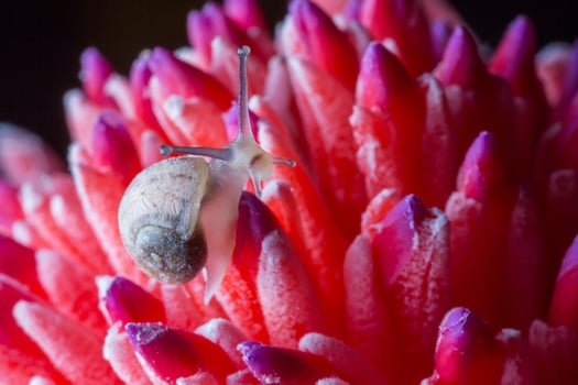 Snail on Red Flower photo