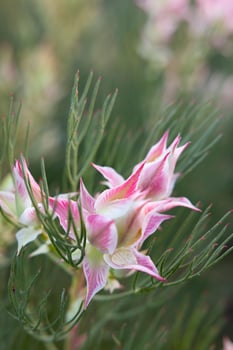 Blushing bride flower photo