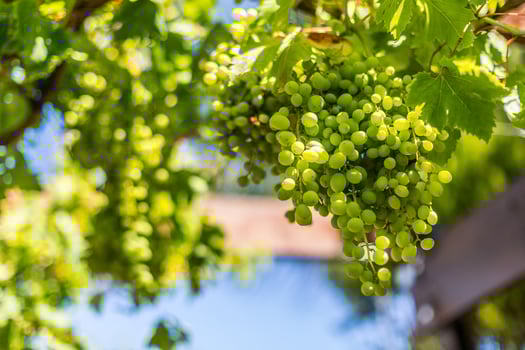 Green grapes in a vineyard photo