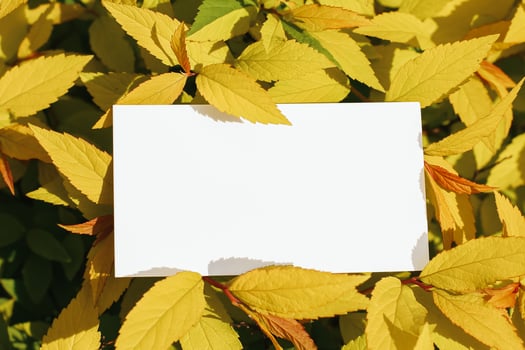 Flat card on leaves outside for web background design. White isolated background. Abstract landscape background. Happy holiday. Web banner template. Natural beauty. photo
