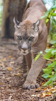 Cougar in zoo photo