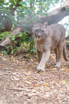 Cougar in zoo photo