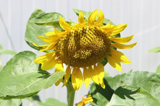 A sunflower ripens on a collective farm field in Israel. photo