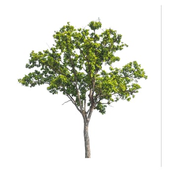 Tree that are isolated on a white background are suitable for both printing and web pages photo