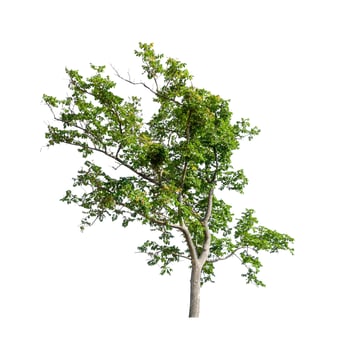Tree that are isolated on a white background are suitable for both printing and web pages photo