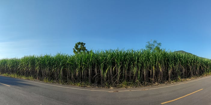 Sugarcane plantations,the agriculture tropical plant in Thailand. photo