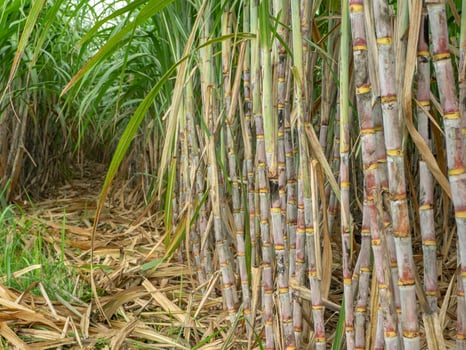 Sugarcane field at sunrise in Thailand photo
