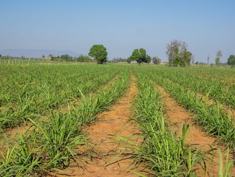 Sugarcane plantations,the agriculture tropical plant in Thailand. photo