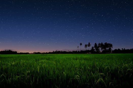 Starry sky over green field. photo