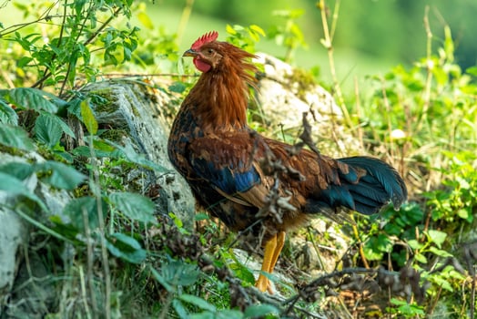 Free range chickens on a German farm in the summer photo