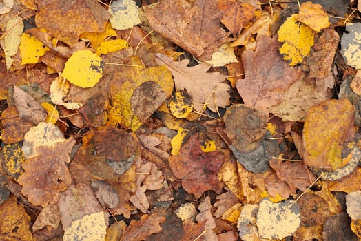 Autumn leaves, top view photo