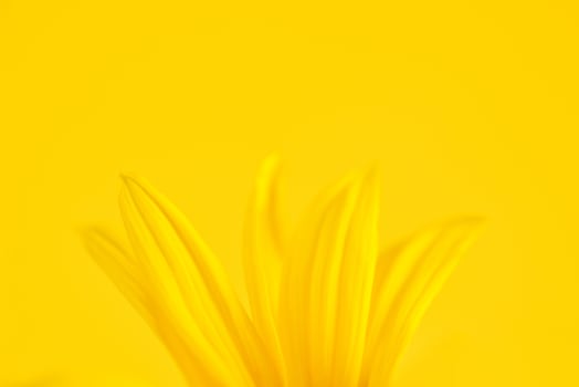 Yellow flower petals of topinambur on yellow background, top copy space, blurred yellow flower photo