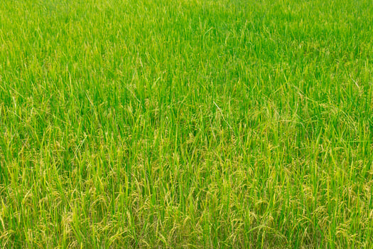 Background and texture of green rice field. photo